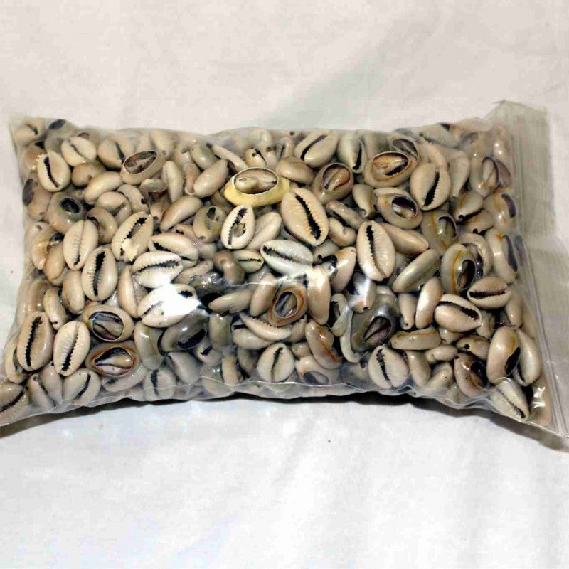CARACOL ABIERTO/COWRIE 2lb