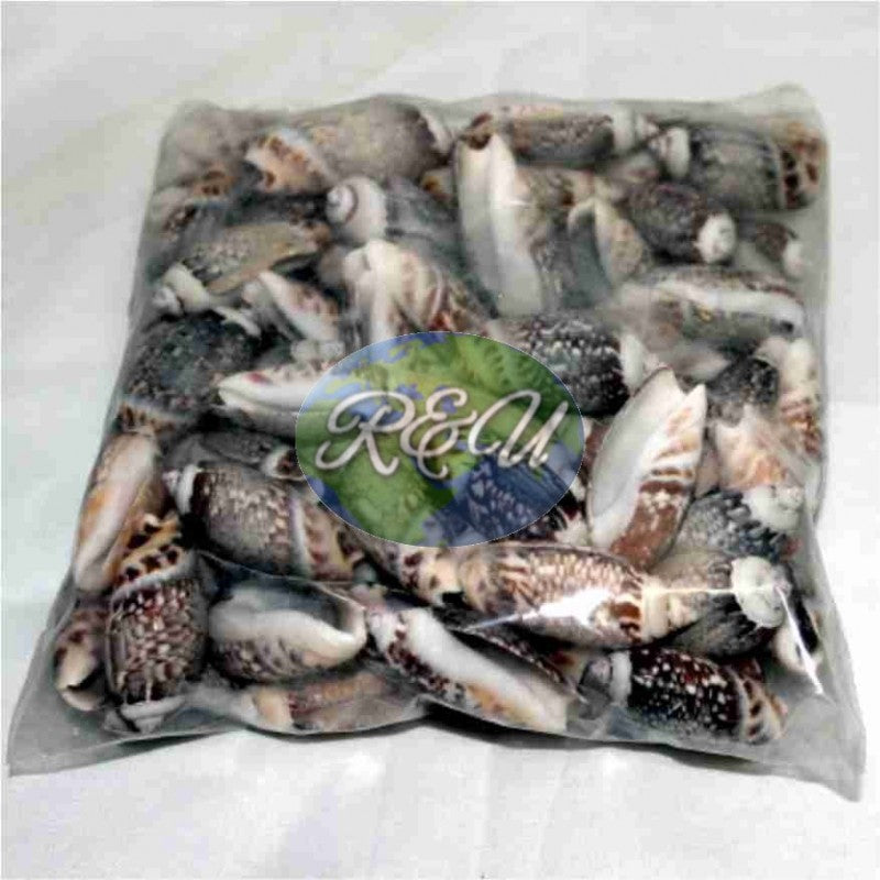 CARACOLES PEQUEÑOS/PEQUEÑOS CARACOLES