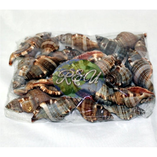 CORACOL EN PAQUETES/CONCHA DE TIGRE
