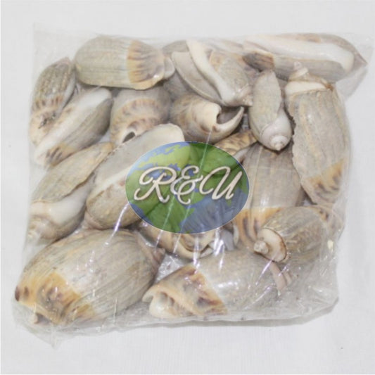 CARACOL POR PAQUETES/PACKAGE OF SHELL